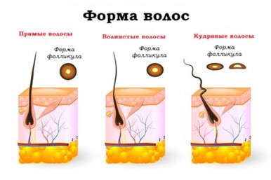 Почему у всех волосы такие разные? Секрет текстуры раскрыт! 💇‍♀️✨